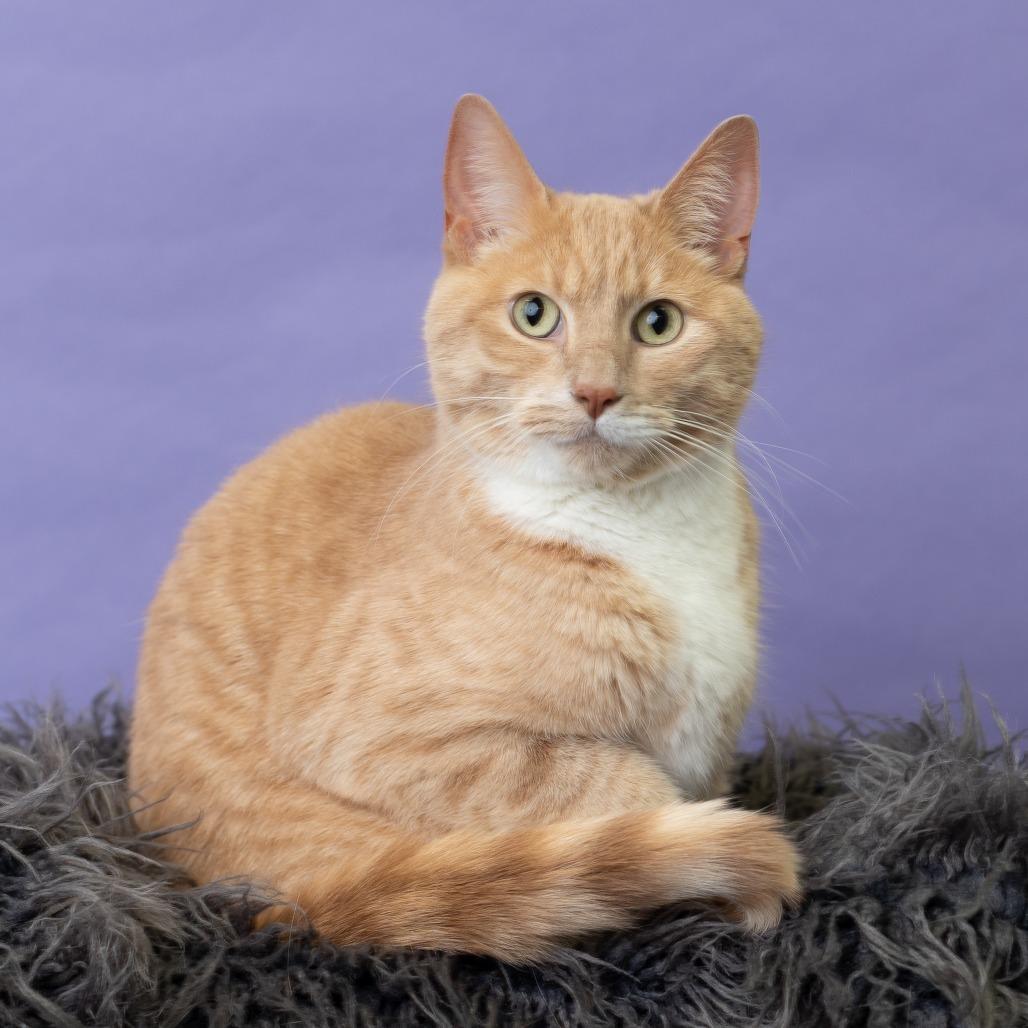 Ron, a Adoptable Domestic Short Hair in St. Paul, MN image 5/5