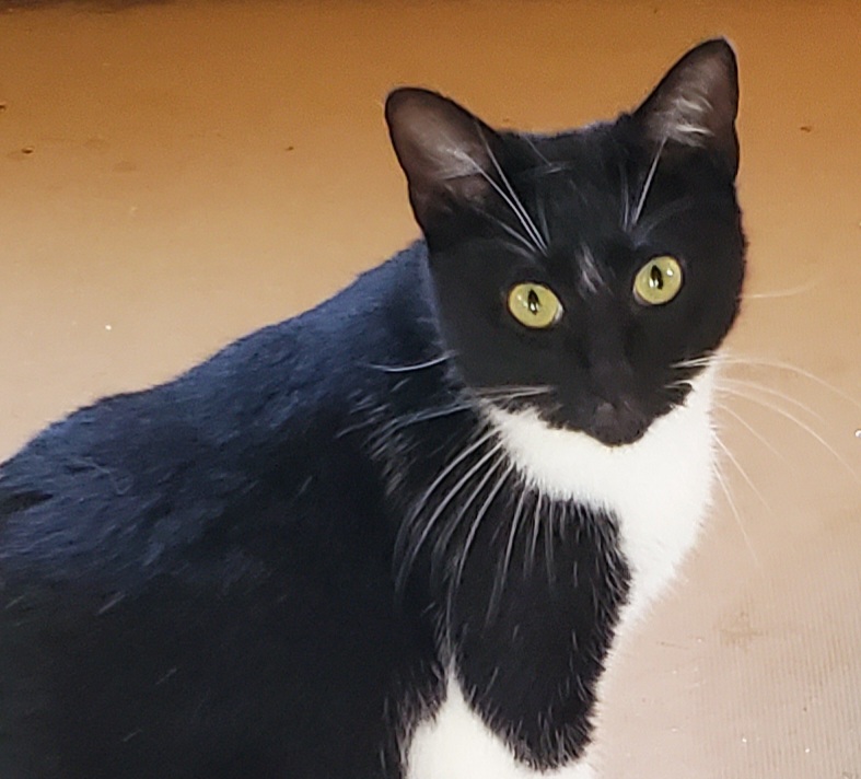 Enlarge Grace, a Adoptable Domestic Short Hair in Camden, TN image 1/3