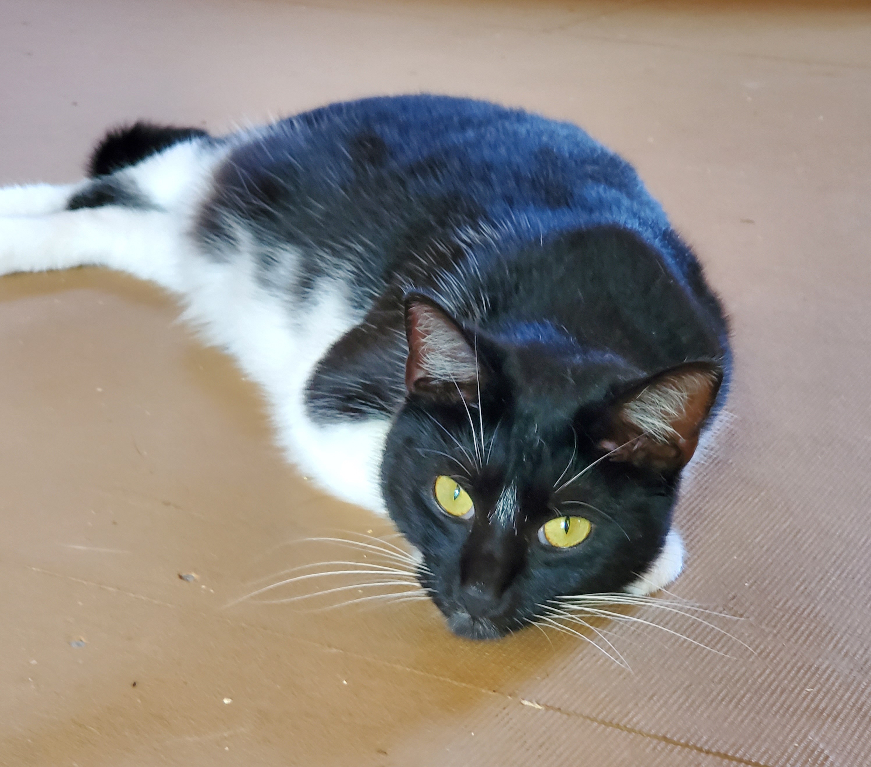 Enlarge Grace, a Adoptable Domestic Short Hair in Camden, TN image 2/3