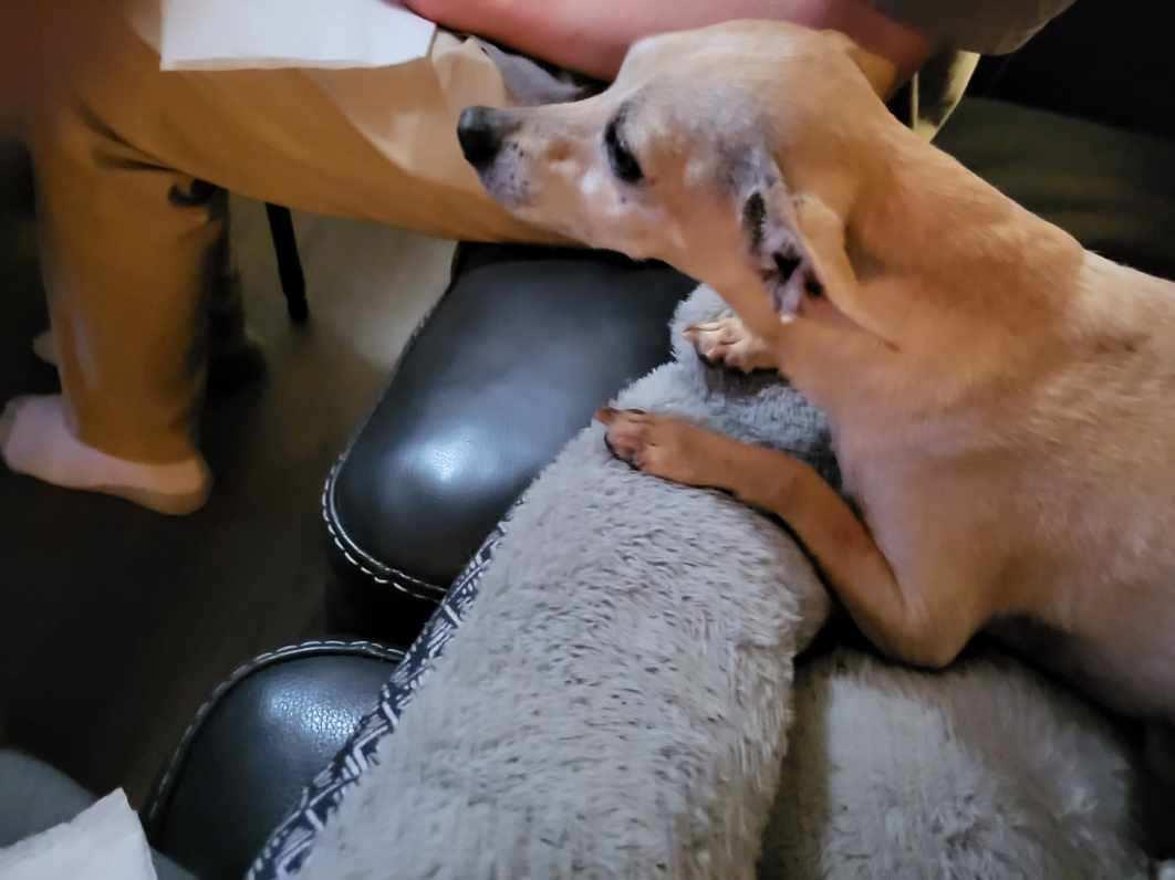 z (Courtesy Listing) Mario, Adoptable, Adult Male Chihuahua.