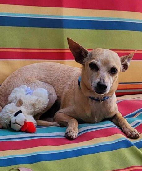 z (Courtesy Listing) Mario, a Adoptable Chihuahua in Encinitas, CA image 3/3