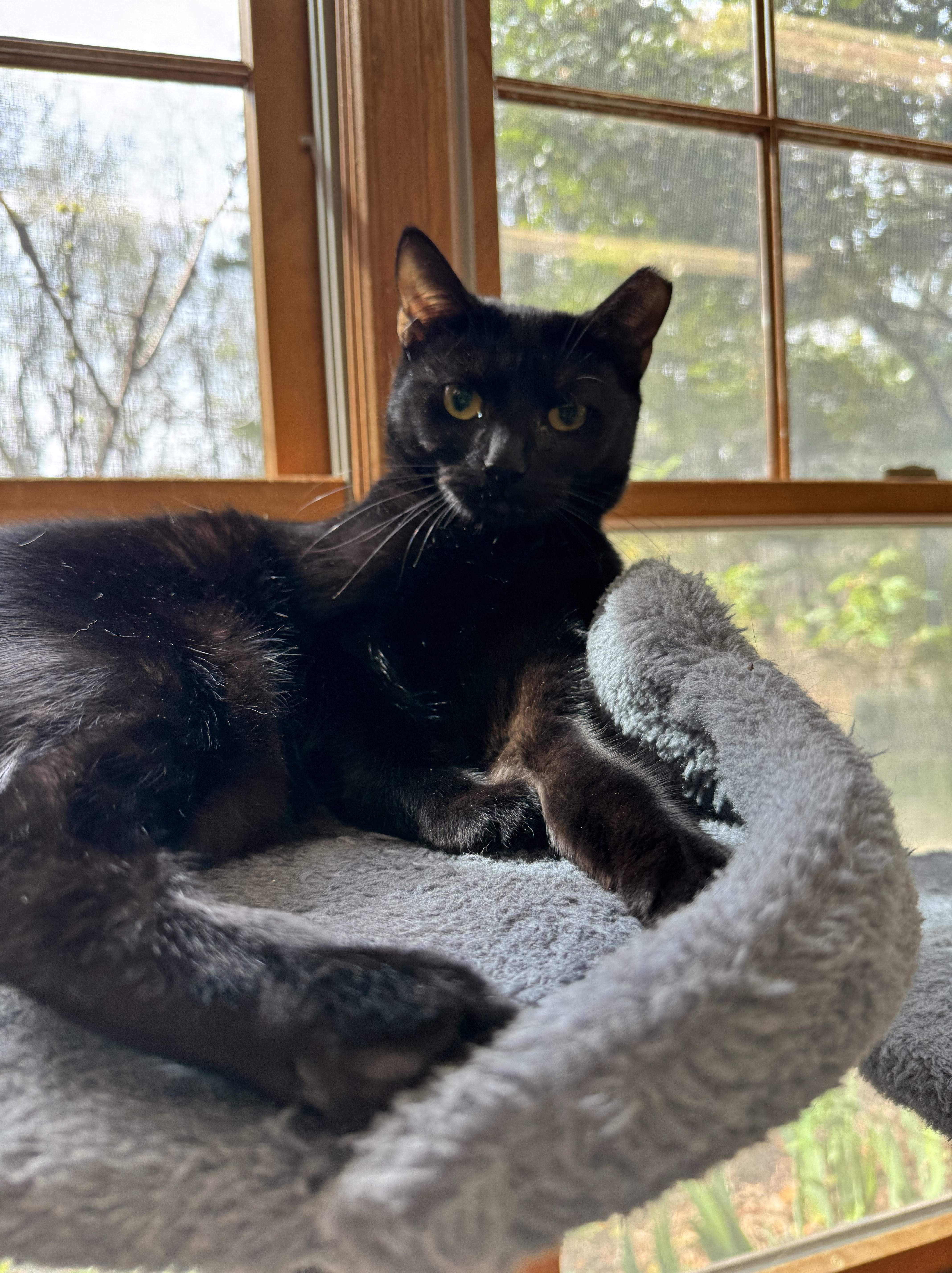 Shadow, Adoptable, Young Female Domestic Short Hair.