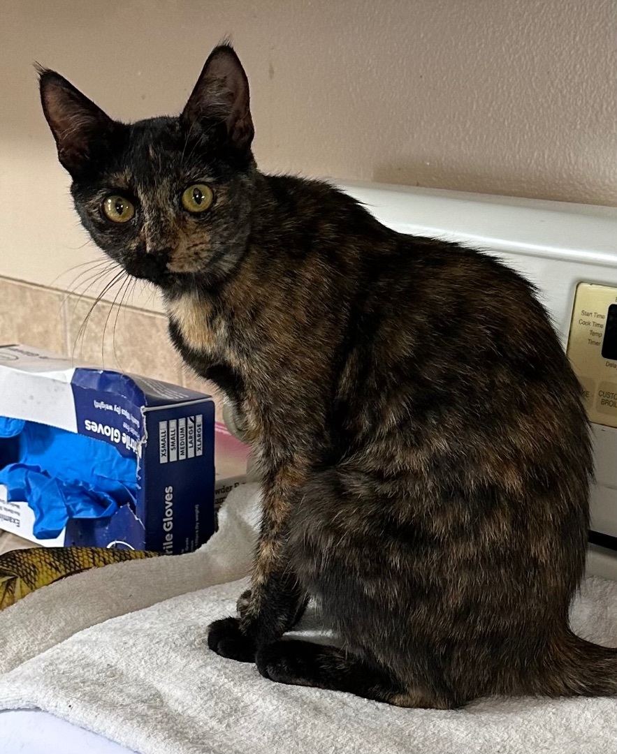 Medina, Young Female Tortoiseshell