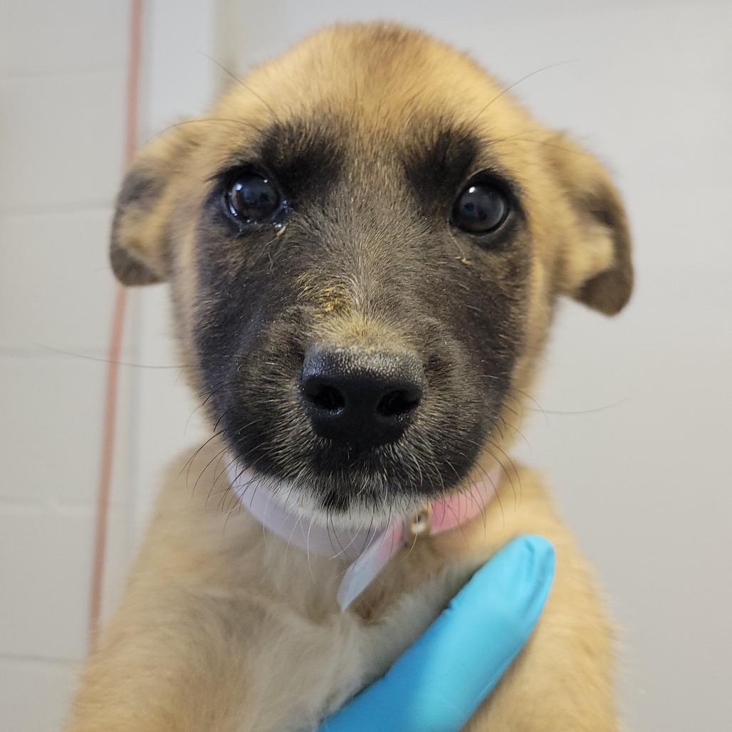 Enlarge Def Leppard, a Adoptable mixed breed in Hattiesburg, MS image 1/1