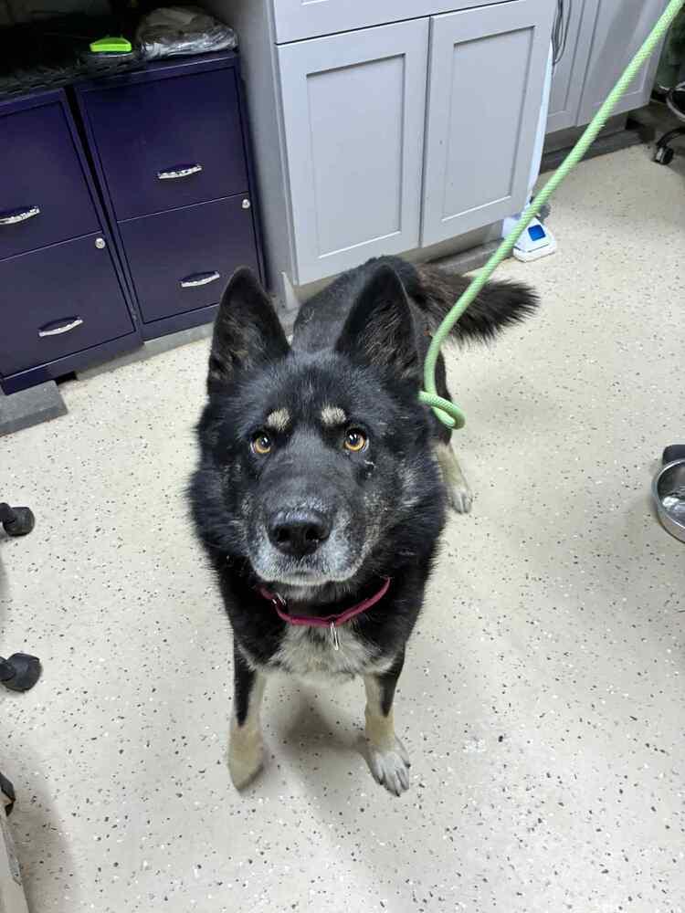 Krampus, Adoptable, Adult Male German Shepherd Dog.
