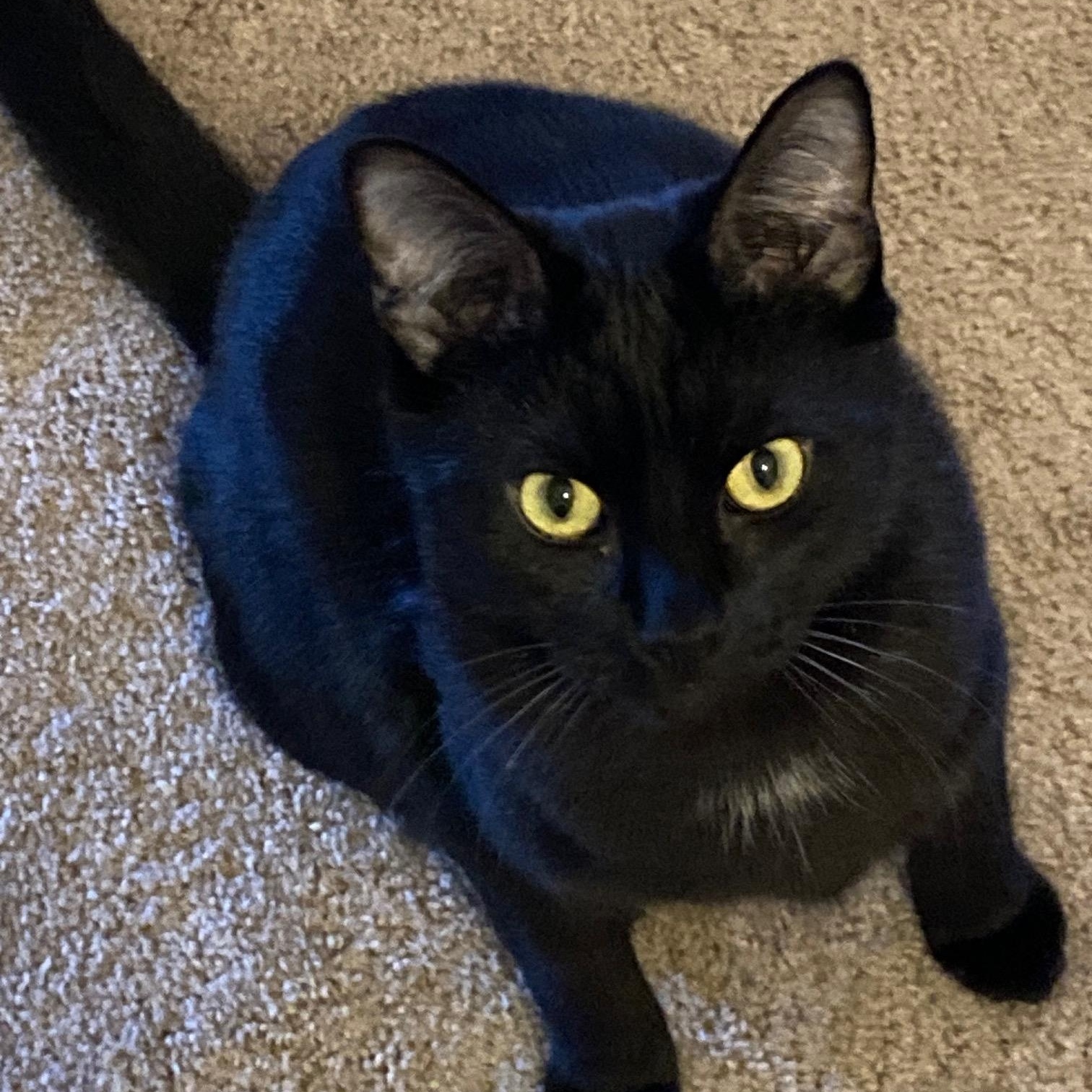 Enlarge Tango 3, an adoptable Domestic Short Hair in Grove City, OH image 1/1