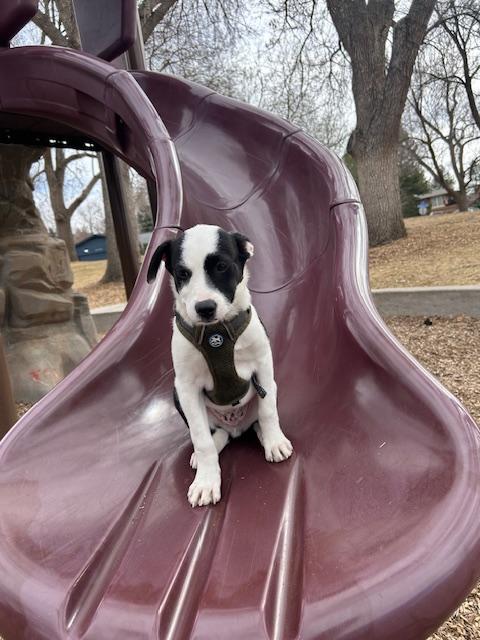 Enlarge 152-26, an adopted mixed breed in Brighton, CO image 2/5