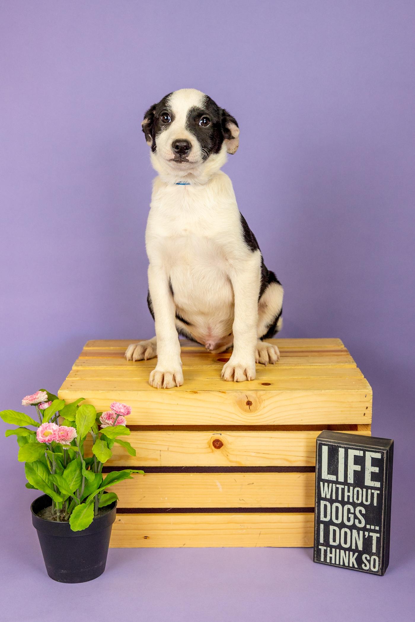 152-26, ADOPTABLE, Puppy Male Australian Cattle Dog / Blue Heeler.