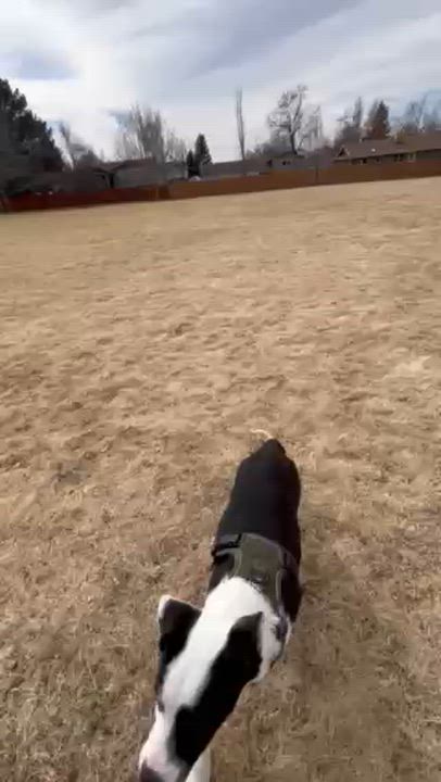 Enlarge 152-26, an adopted mixed breed in Brighton, CO video 5/5