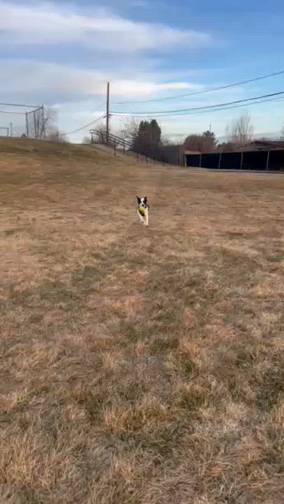 Enlarge 152-26, an adopted mixed breed in Brighton, CO video 4/5