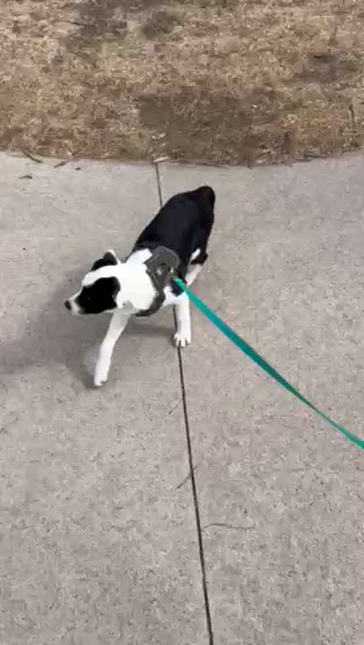 Enlarge 152-26, an adopted mixed breed in Brighton, CO video 3/5