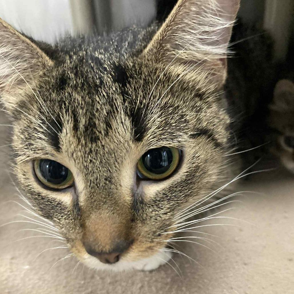 Tigresa, a Adoptable Domestic Short Hair in Hampton Bays, NY image 1/3