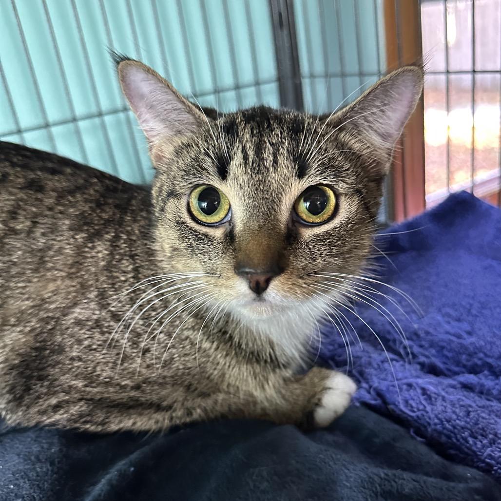 Tigresa, a Adoptable Domestic Short Hair in Hampton Bays, NY image 2/3