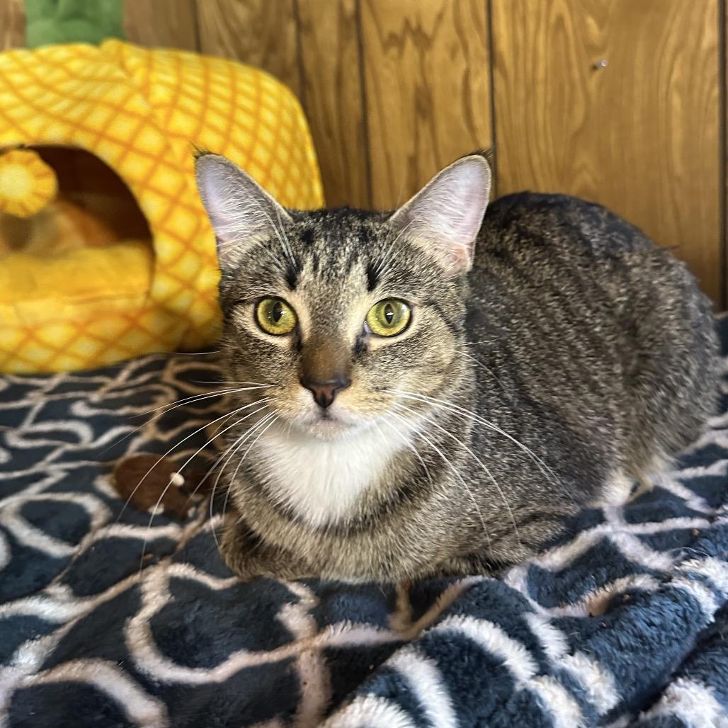 Tigresa, a Adoptable Domestic Short Hair in Hampton Bays, NY image 3/3