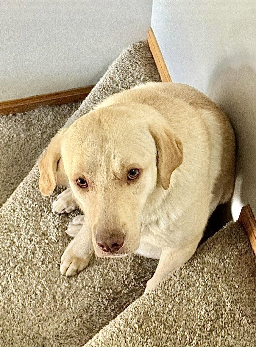 Enlarge Drake, a Adoptable Labrador Retriever in Omaha, NE image 1/3