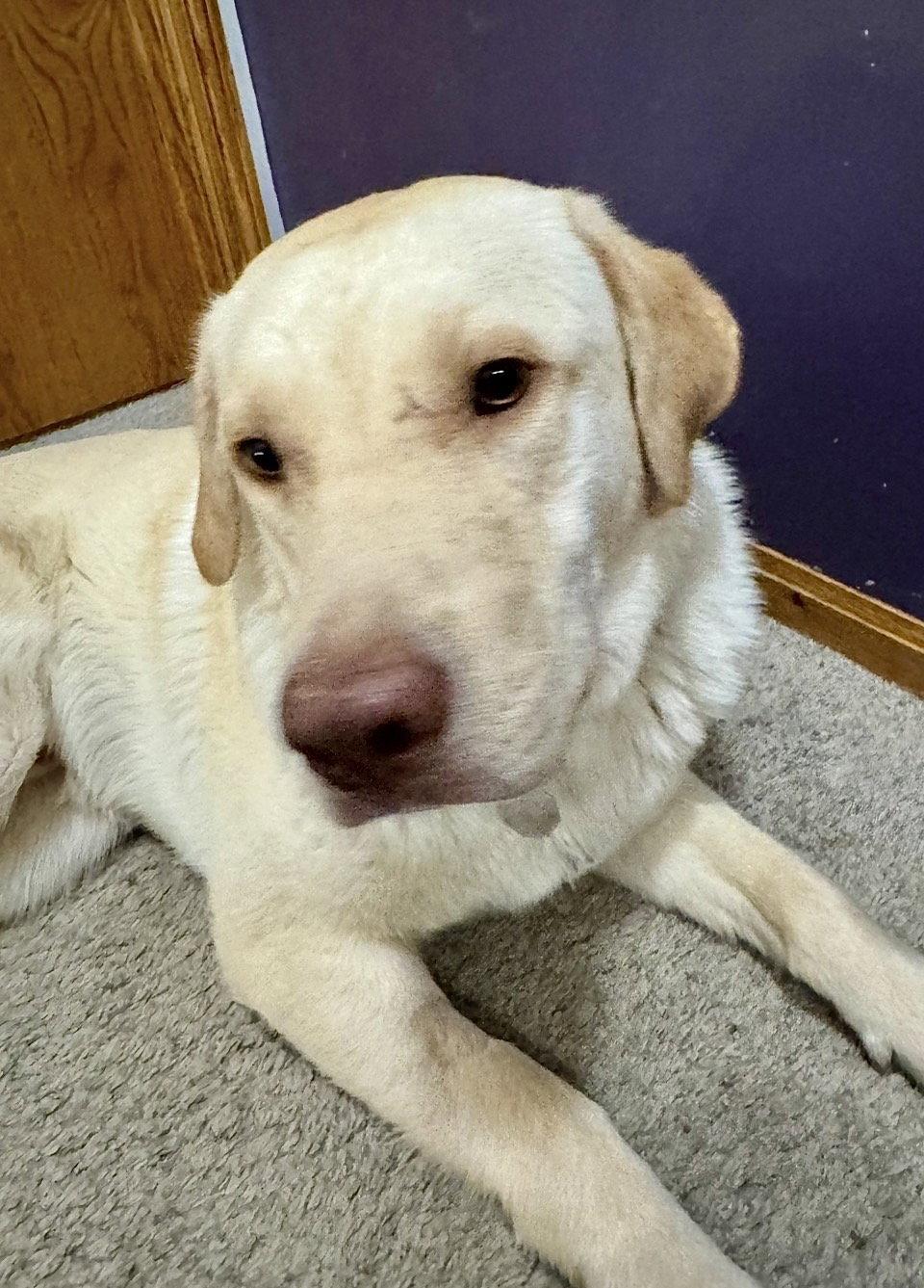 Enlarge Drake, a Adoptable Labrador Retriever in Omaha, NE image 2/3