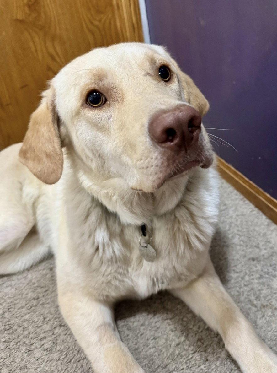 Enlarge Drake, a Adoptable Labrador Retriever in Omaha, NE image 3/3