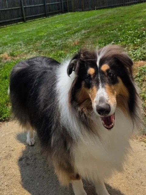 Rex adoption pending, Adoptable, Young Male Collie.