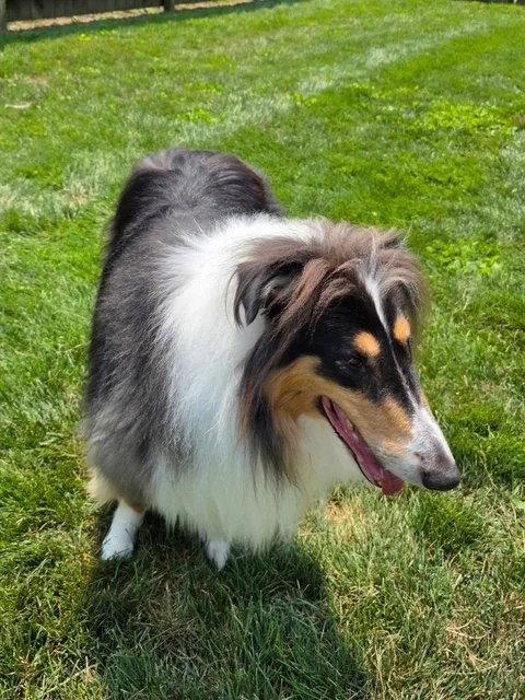Enlarge Rex adoption pending, a Adoptable Collie in Dublin, OH image 2/3