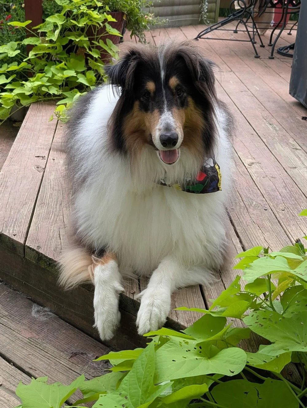 Enlarge Rex adoption pending, a Adoptable Collie in Dublin, OH image 3/3
