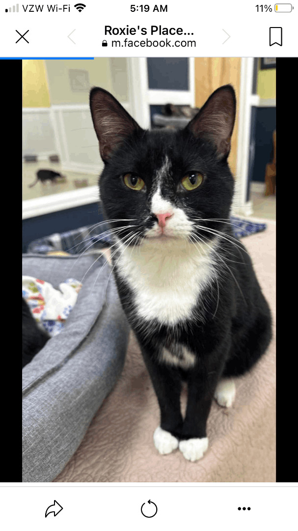 Felix (FIV+), an adoptable Domestic Short Hair in Gouldsboro, PA_image-1