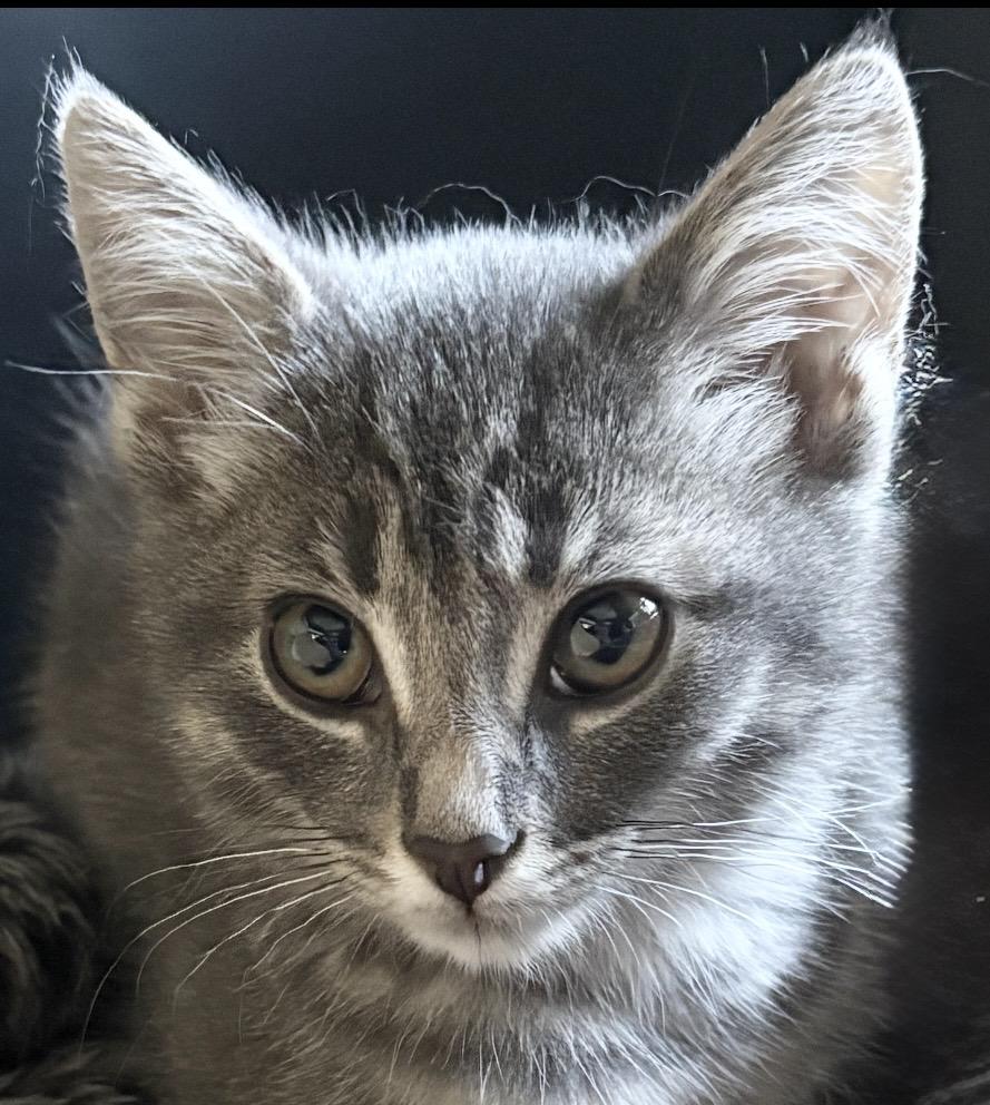 Sage, Adoptable, Kitten Female Domestic Short Hair.