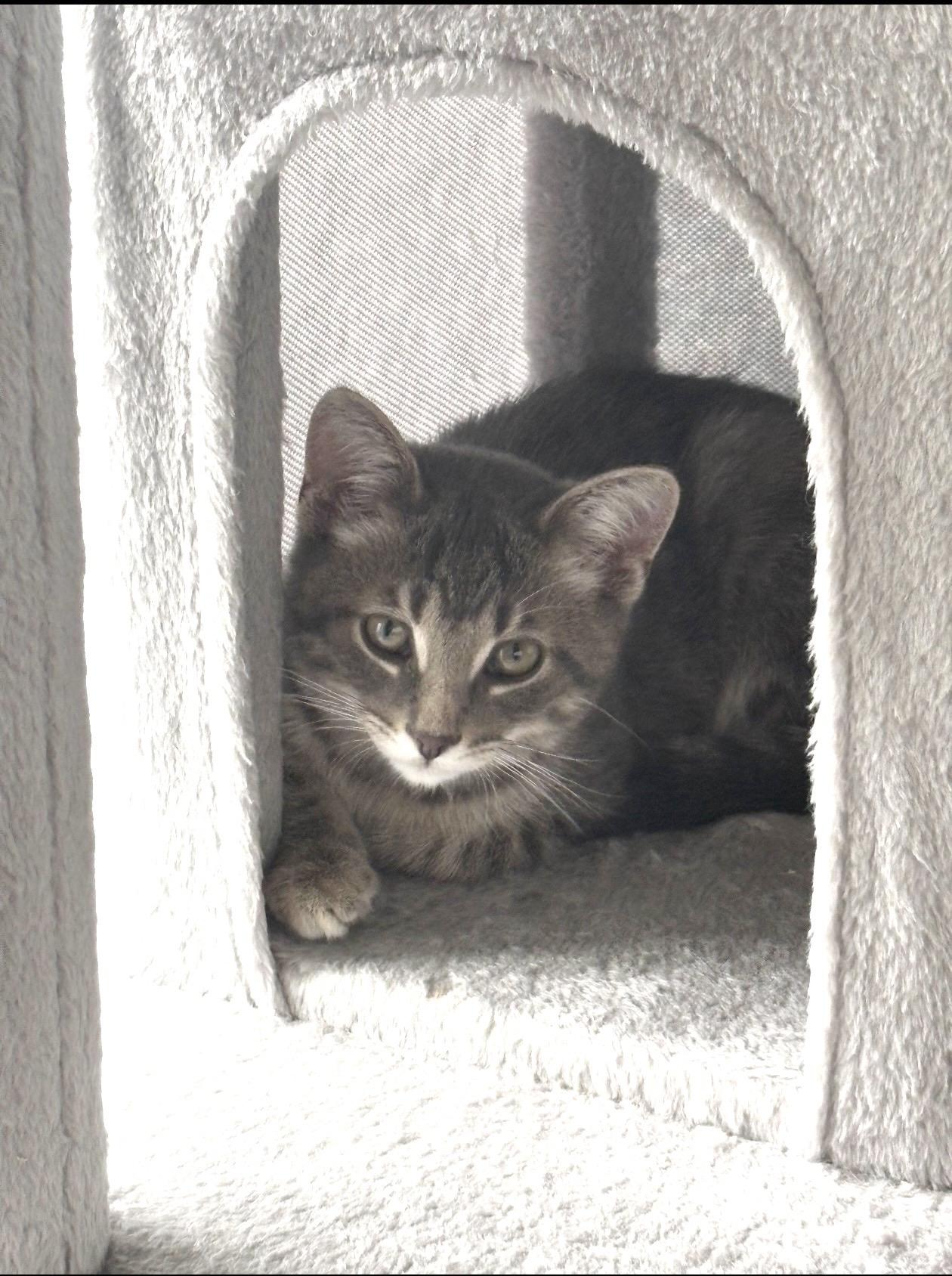 Enlarge Sage, a Adoptable Domestic Short Hair in Troy, MI image 2/6