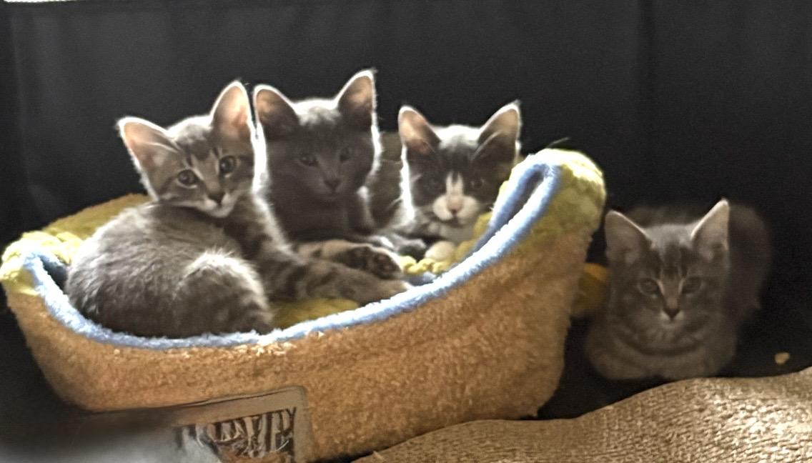 Enlarge Sage, a Adoptable Domestic Short Hair in Troy, MI image 4/6