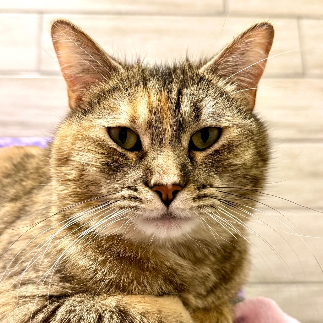 Enlarge Ginger, a Adoptable mixed breed in Albuquerque, NM image 1/6