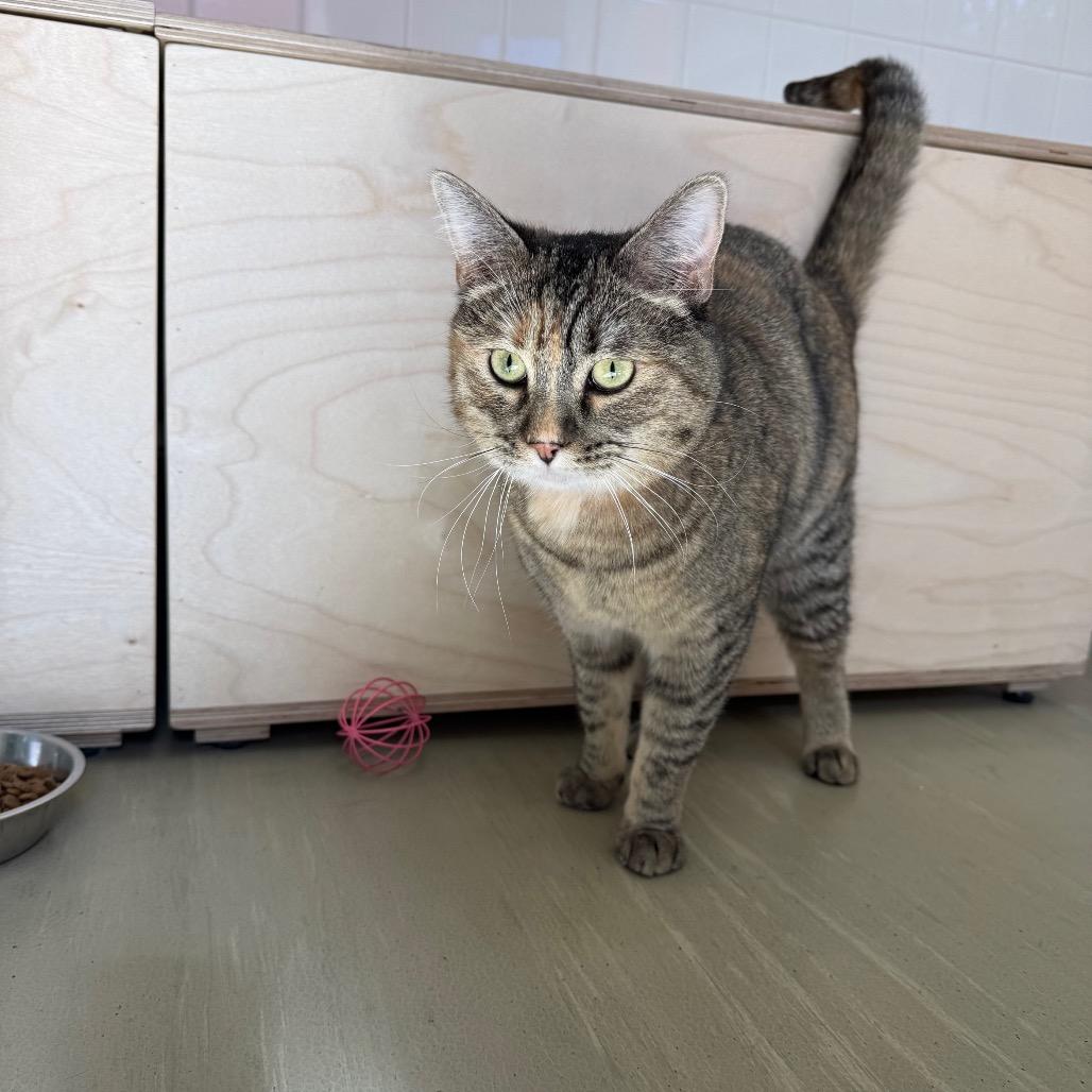 Enlarge Ginger, a Adoptable mixed breed in Albuquerque, NM image 2/6