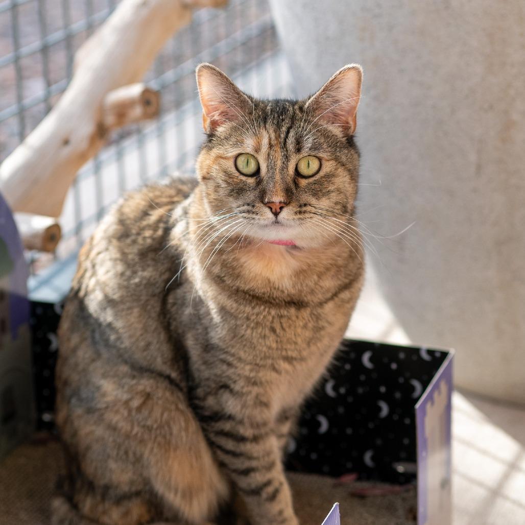 Enlarge Ginger, a Adoptable mixed breed in Albuquerque, NM image 3/6