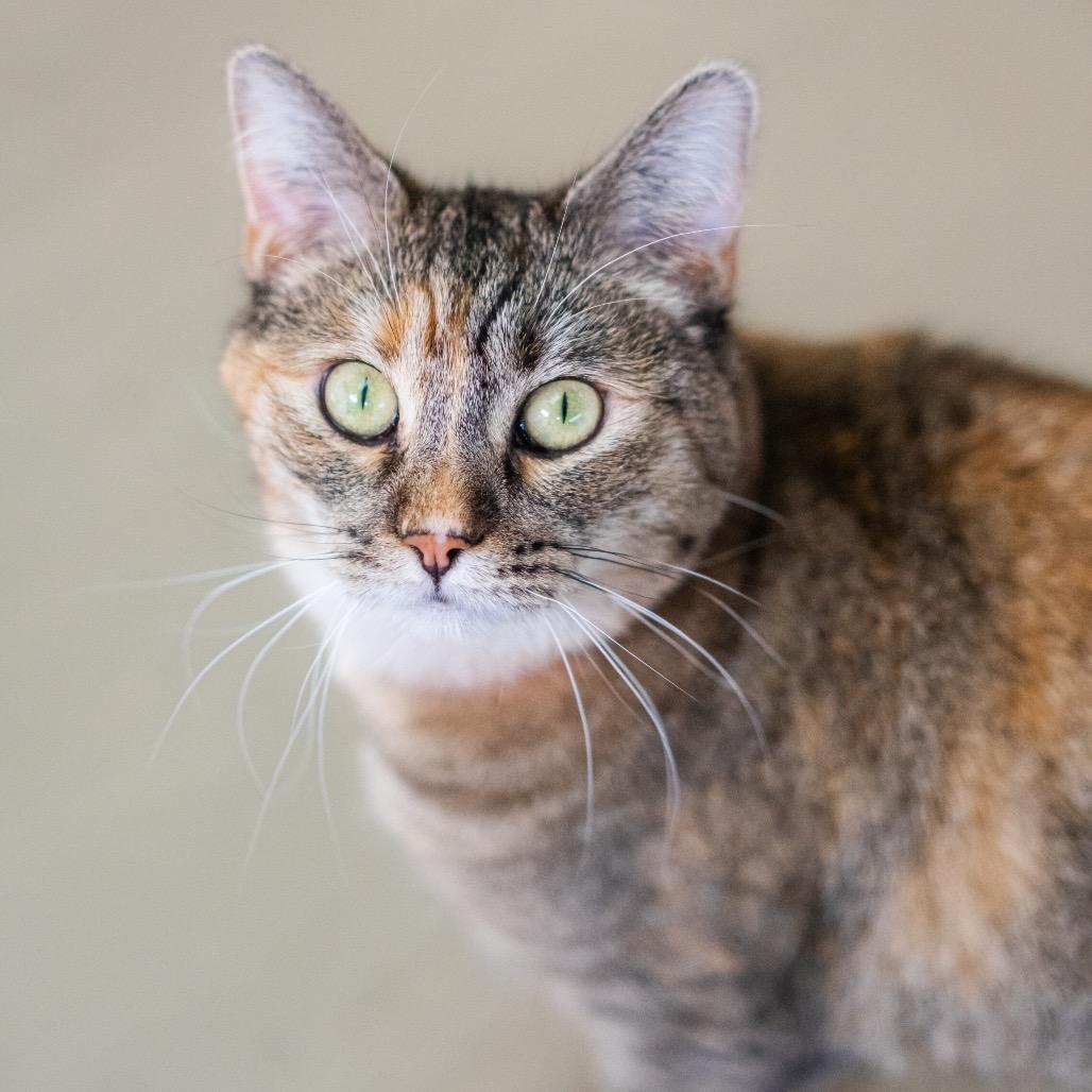 Enlarge Ginger, a Adoptable mixed breed in Albuquerque, NM image 4/6
