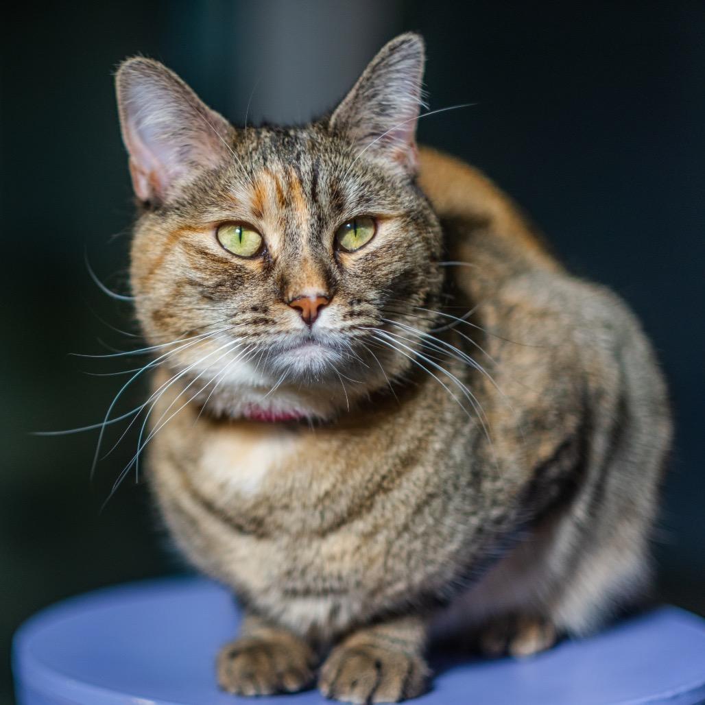 Enlarge Ginger, a Adoptable mixed breed in Albuquerque, NM image 5/6