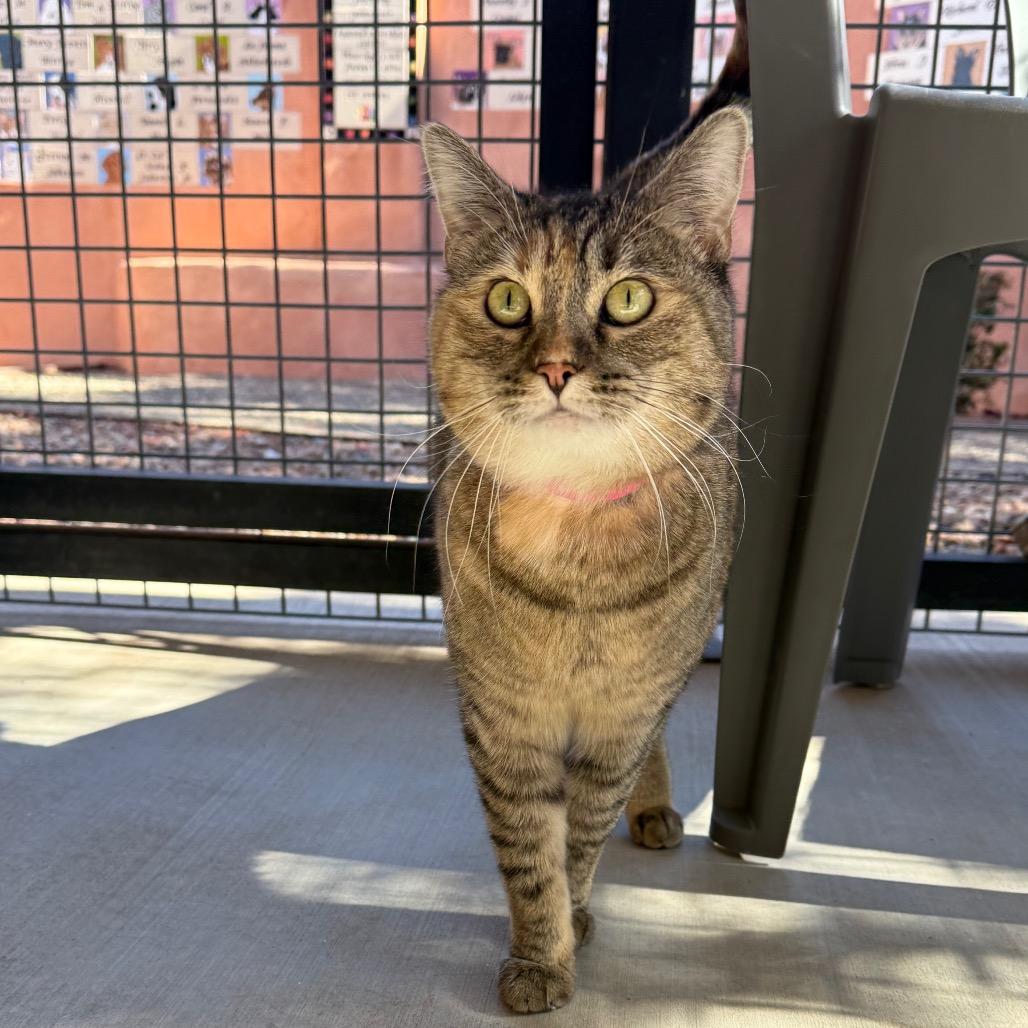 Enlarge Ginger, a Adoptable mixed breed in Albuquerque, NM image 6/6
