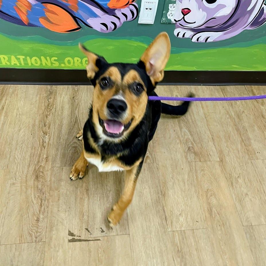 Crouton, ADOPTABLE, Adult • Male, Australian Kelpie & Mixed Breed.