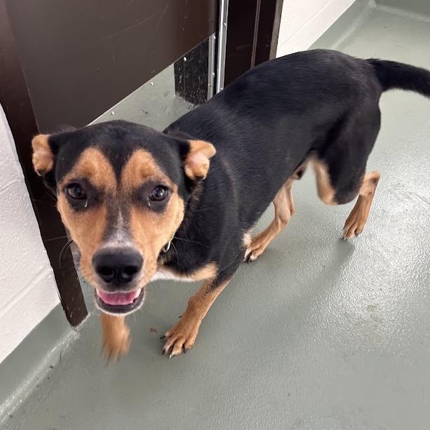 Enlarge Crouton, a Adoptable mixed breed in Verona, VA image 2/6