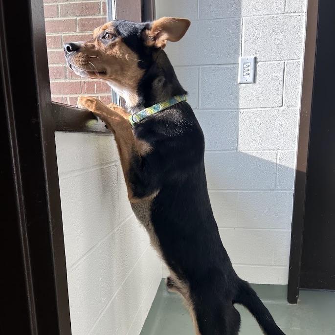 Enlarge Crouton, a Adoptable mixed breed in Verona, VA image 3/6