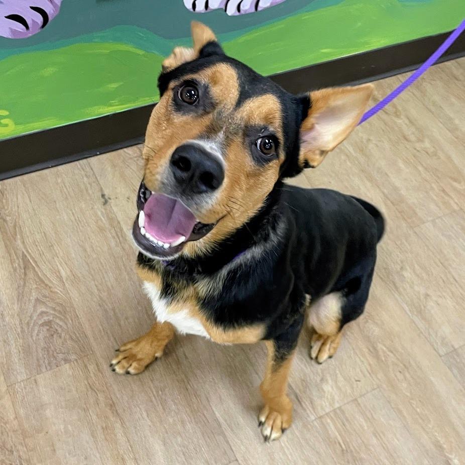 Enlarge Crouton, a Adoptable mixed breed in Verona, VA image 4/6