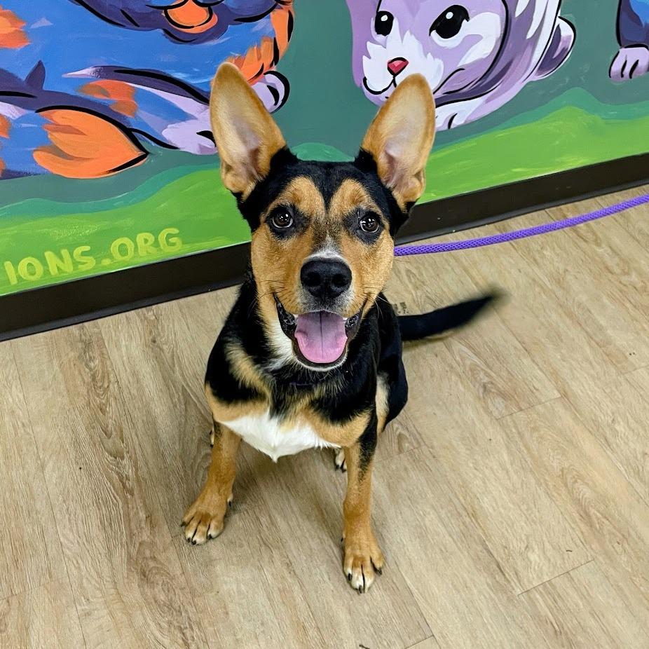Enlarge Crouton, a Adoptable mixed breed in Verona, VA image 5/6