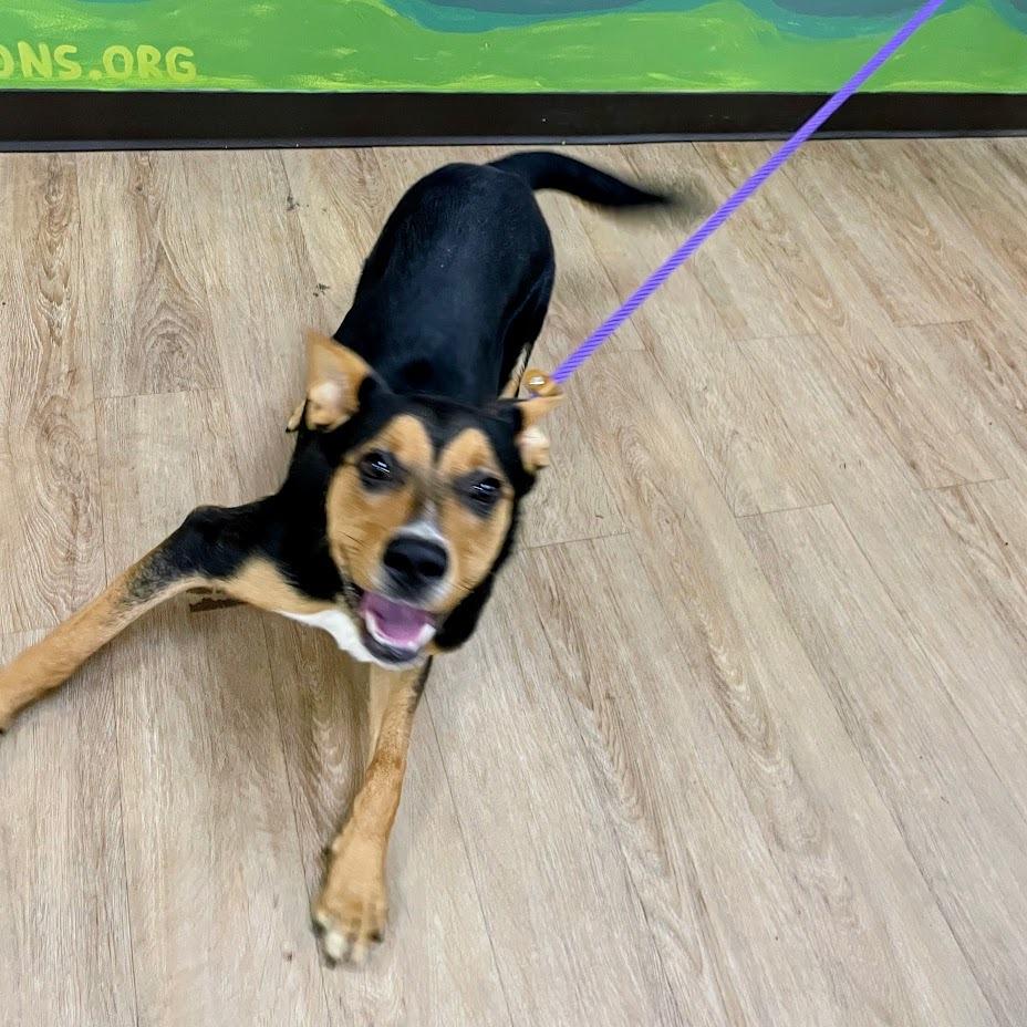 Enlarge Crouton, a Adoptable mixed breed in Verona, VA image 6/6