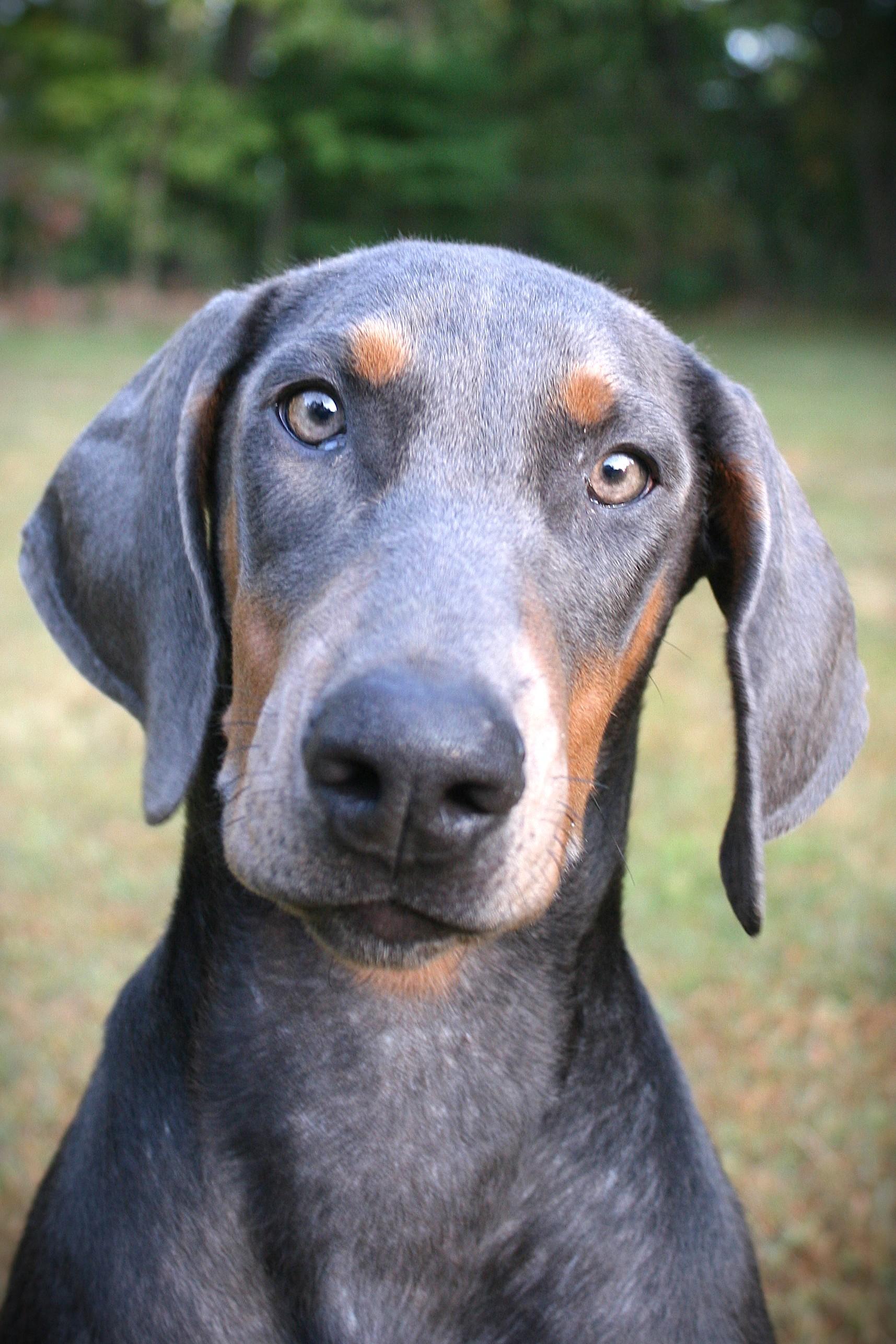 Enlarge Siva, a Adoptable Doberman Pinscher in Phoenixville, PA image 1/1