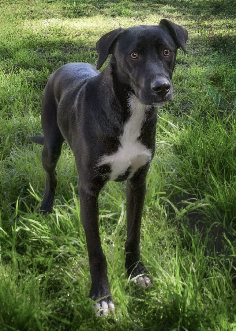 Enlarge Bruiser, a Adoptable mixed breed in El Cajon, CA image 2/4