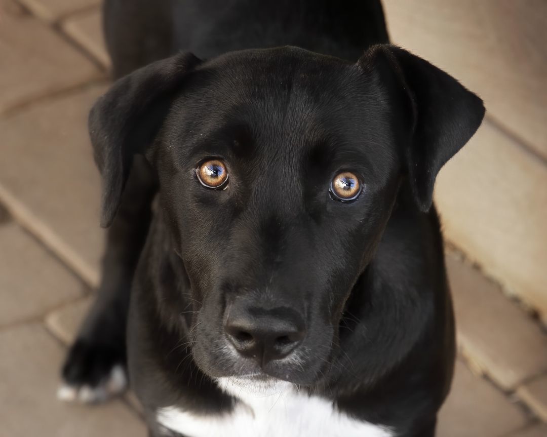 Bruiser, Adoptable, Adult Male German Shepherd Dog & Rottweiler.