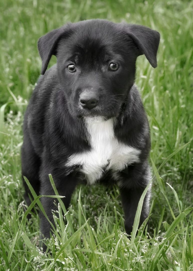 Enlarge Bruiser, a Adoptable mixed breed in El Cajon, CA image 4/4