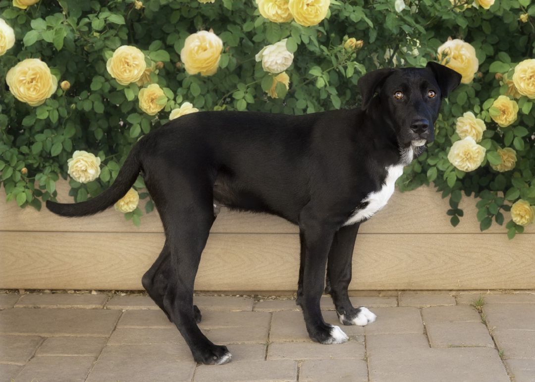 Enlarge Bruiser, a Adoptable mixed breed in El Cajon, CA image 3/4