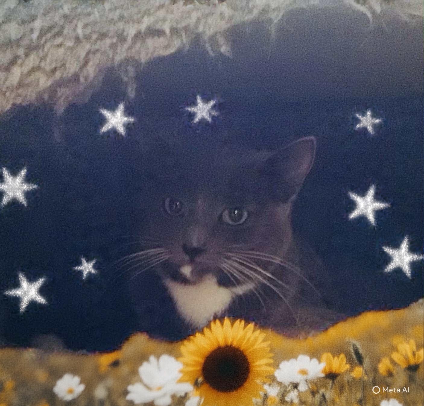 Enlarge Catpuccino, an adoptable Domestic Short Hair in Palmdale, CA image 2/2