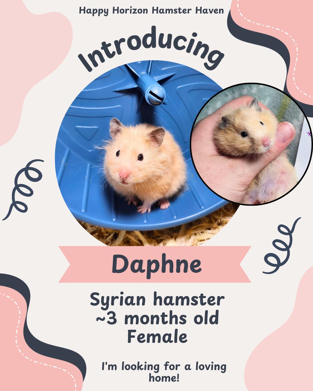Daphne, ADOPTABLE, Young Female Hamster.