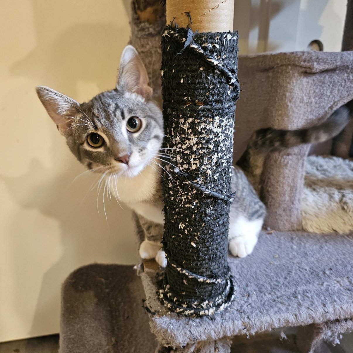 Enlarge Quincey, a Adoptable mixed breed in Omaha, NE image 2/3