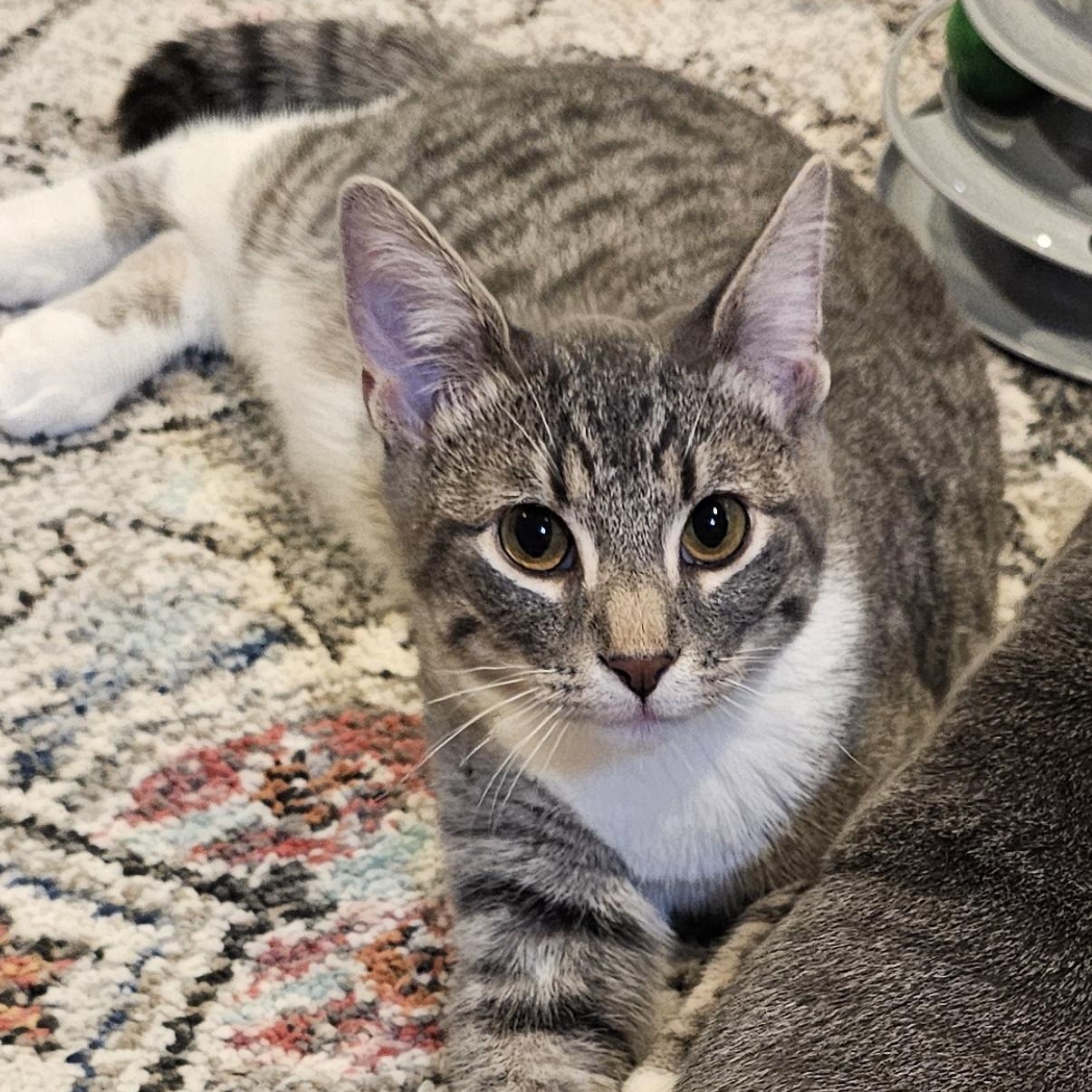 Quincey, Adoptable, Kitten Male Domestic Short Hair & Tabby.