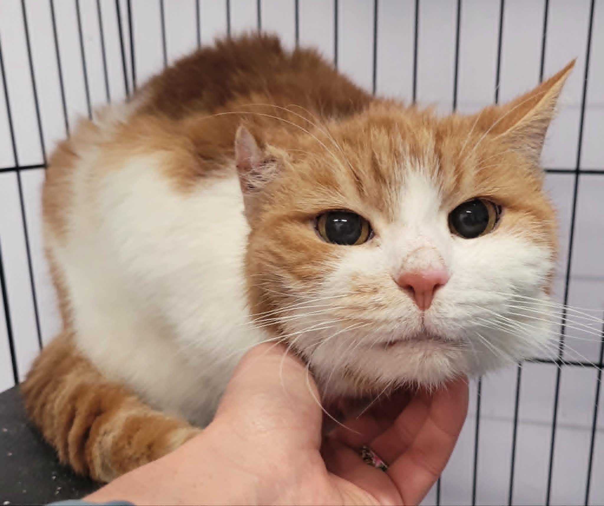 Scamp, Handsome Orange Boy, an adopted Domestic Short Hair in Meriden, CT image 3/5